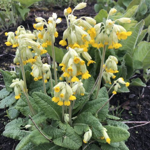 COWSLIP