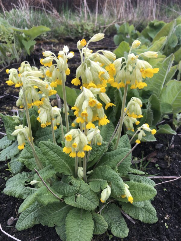 COWSLIP