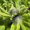 BURDOCK, HIMALAYAN or KUTH / COSTUS