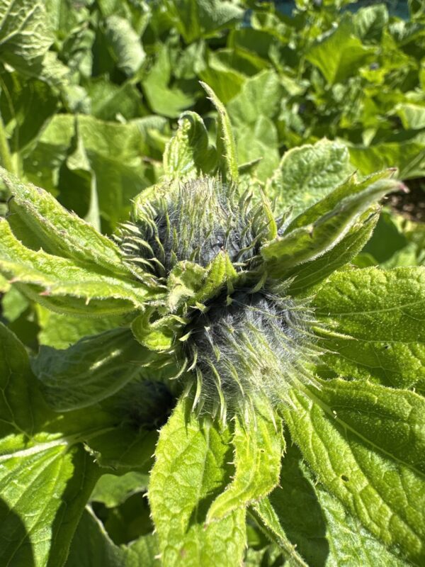 01f522f8-63ac-406d-8c19-470bab3c7527-3269-000003e86dae4a4e_file BURDOCK, HIMALAYAN or KUTH / COSTUS