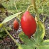 030c8f05-45b1-436d-a87e-eec0b948462f-9049-0000041d648b2fa4_file MANDRAKE, HIMALAYAN
