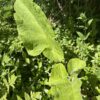 BURDOCK