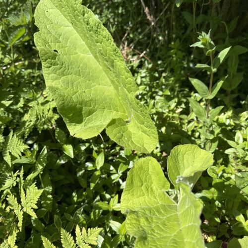 BURDOCK