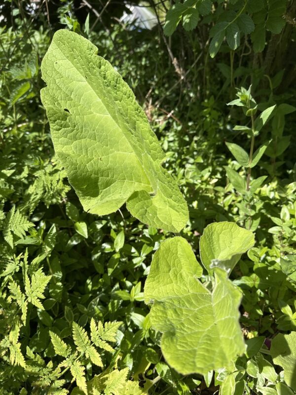 03704bf5-11ed-48e7-920b-d86a438991d7-513-00000165f77d86fa_file BURDOCK