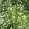03cde53c-3463-4ba4-8ab2-939cb8f4c941-16635-000007b5e81dc883_file MILK THISTLE
