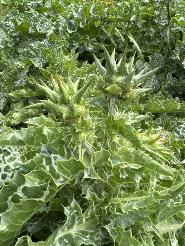 03cde53c-3463-4ba4-8ab2-939cb8f4c941-16635-000007b5e81dc883_file MILK THISTLE