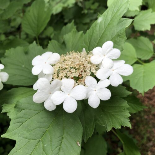 GUELDER ROSE