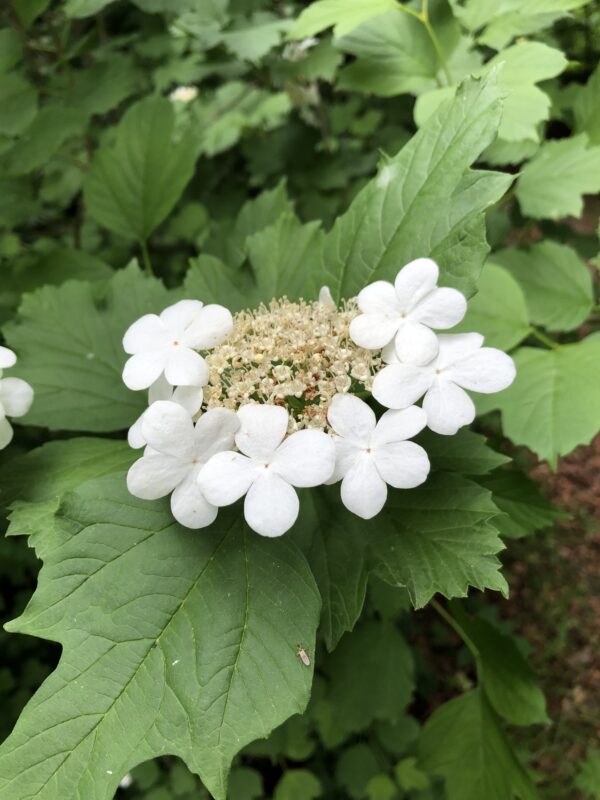 GUELDER ROSE