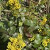 MOUNTAIN/OREGON GRAPE