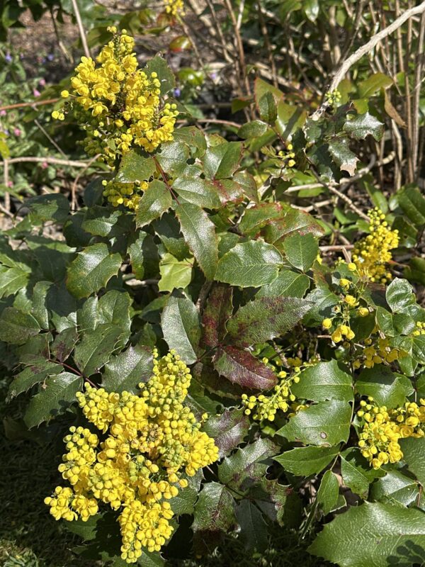 MOUNTAIN/OREGON GRAPE