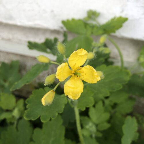 CELANDINE, GREATER