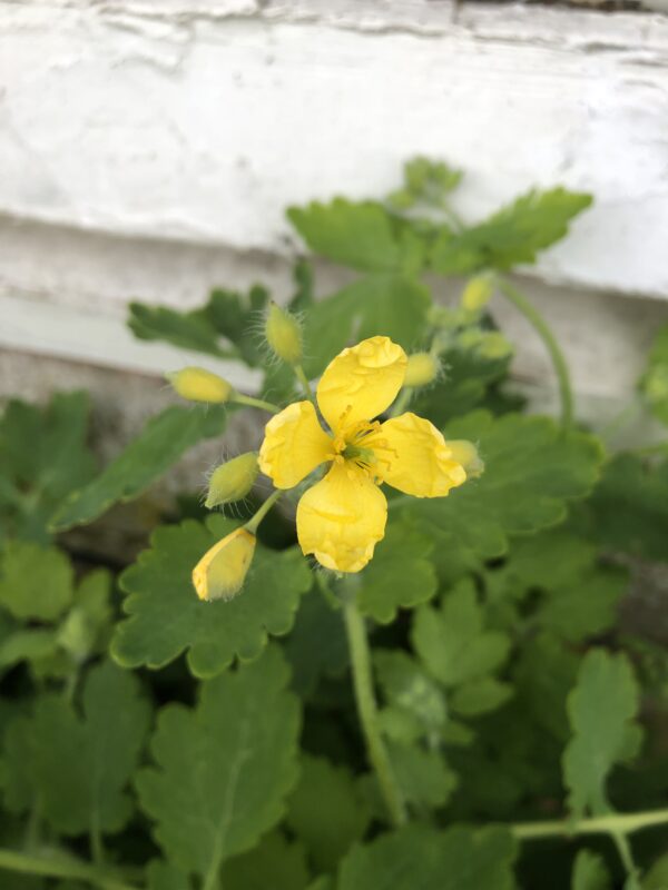 174CBA10-E3A9-456E-8448-CCF329AD66F0 CELANDINE, GREATER