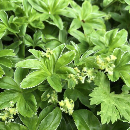LADIES MANTLE, ALPINE