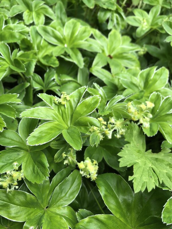 LADIES MANTLE, ALPINE