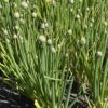 ONION, WELSH
