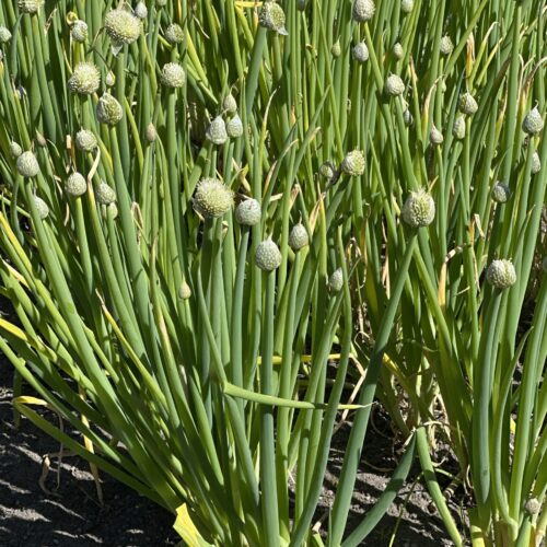ONION, WELSH