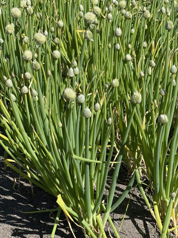 1c92f7d2-31d4-488d-aa02-6ede0624e3f8-513-0000016f92912c90_file ONION, WELSH