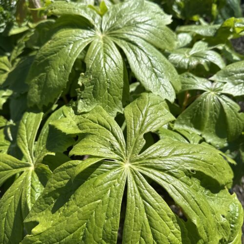 MANDRAKE, AMERICAN