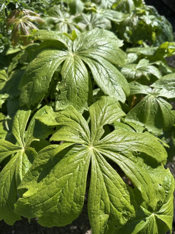 1da42779-a21e-43d9-a5f9-9284d7d952ba-513-0000016c3af97bcd_file MANDRAKE, AMERICAN