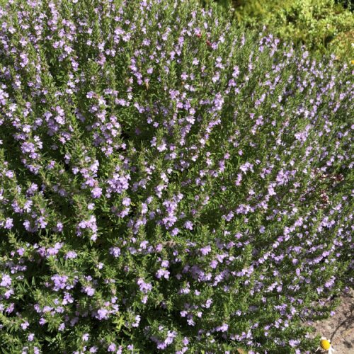 SAVORY, 'PURPLE MOUNTAIN'