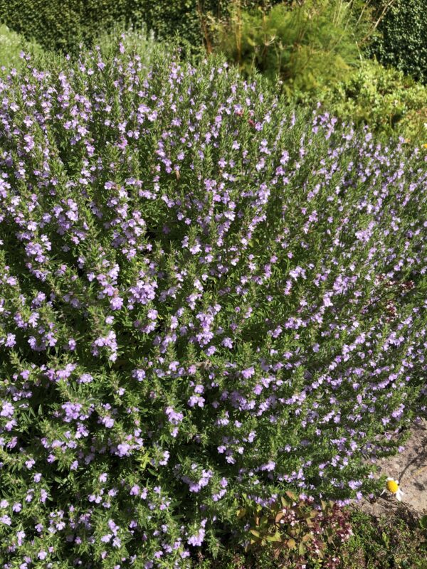 SAVORY, 'PURPLE MOUNTAIN'