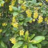 BARBERRY