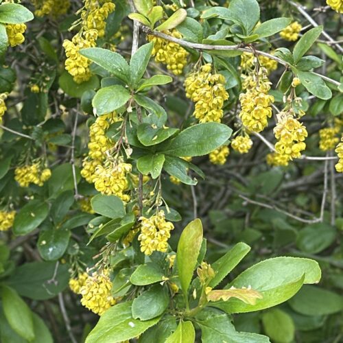 BARBERRY
