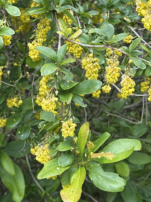 BARBERRY