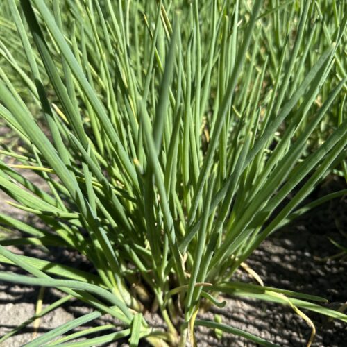 ONION, EVERLASTING