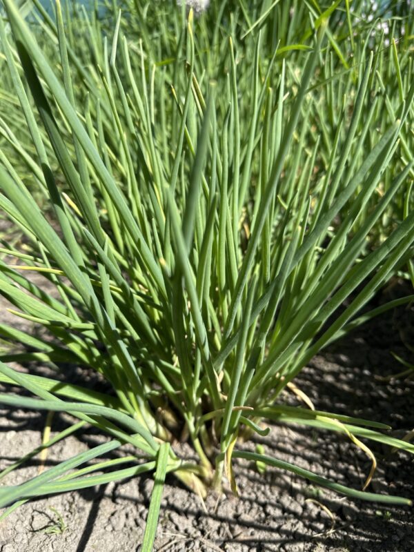 2653c24f-3772-431b-a832-a6e8b0c20424-513-0000016ecf50d377_file ONION, EVERLASTING