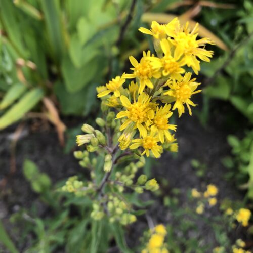 GOLDEN ROD