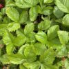 STRAWBERRY, WILD
