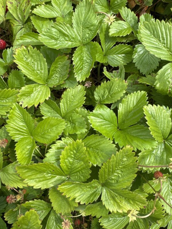 2ebeadae-6dbc-4c0d-b272-e2a6d02a1fe6-14442-000007b10cc82556_file STRAWBERRY, WILD