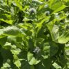 BURDOCK, HIMALAYAN or KUTH / COSTUS