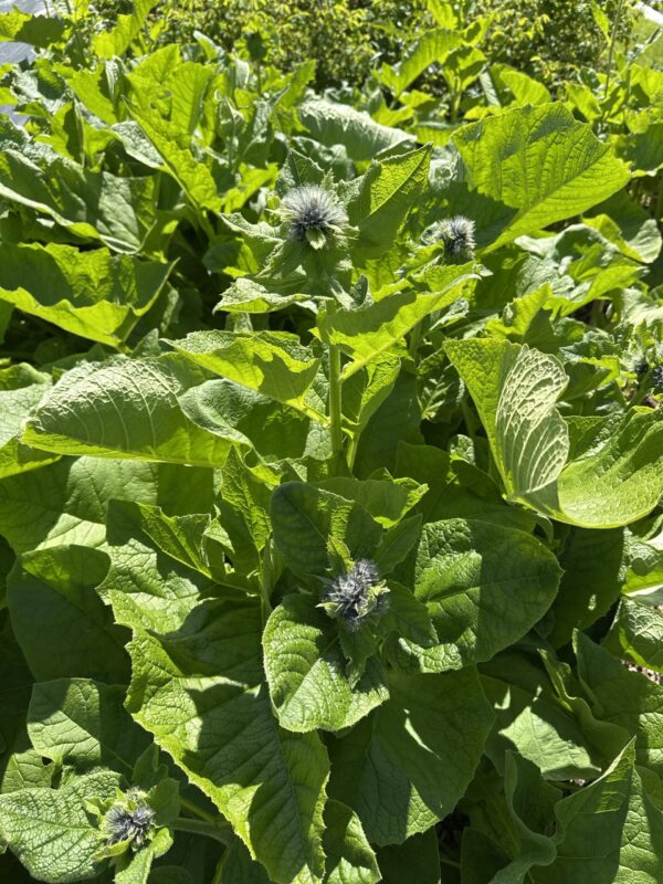 2ecfa41e-0452-4aaa-ad93-37a282c14ffa-3269-000003e84240bfb1_file BURDOCK, HIMALAYAN or KUTH / COSTUS