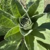 MULLEIN