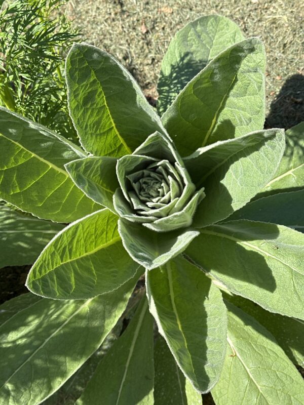 31b50201-af86-4d1d-8156-4159b553b1f5-513-0000017101d85789_file MULLEIN
