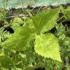 MITSUBA / JAPANESE PARSLEY