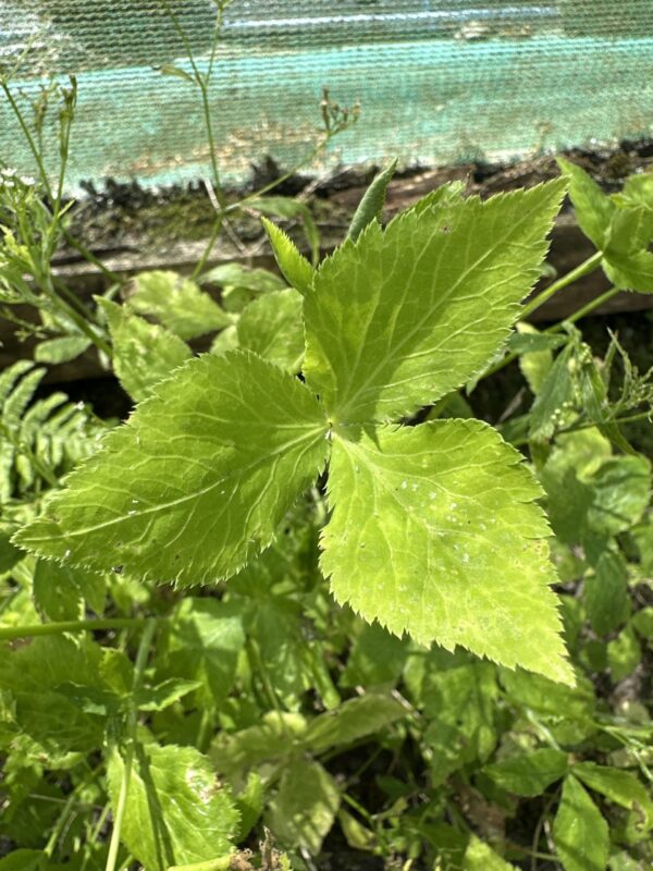 MITSUBA / JAPANESE PARSLEY