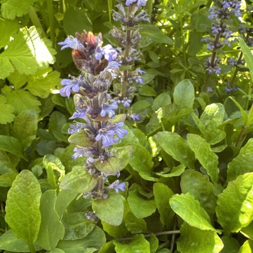 BUGLE