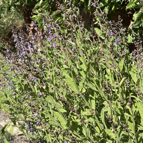 SAGE, NARROW LEAVED