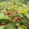 STRAWBERRY, WILD