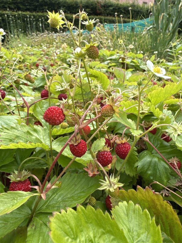 3f90ca9f-8f15-4e74-a4ff-8d97e23b638e-14442-000007b01c02fd6d_file STRAWBERRY, WILD