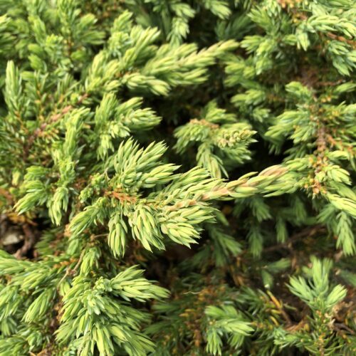 JUNIPER, PROSTRATE