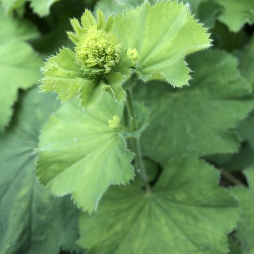 LADIES MANTLE