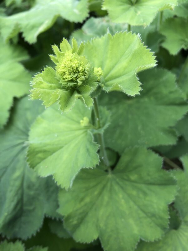 41A57367-C2CB-4FFB-886A-67462FD351AE LADIES MANTLE