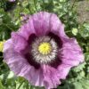 POPPY, OPIUM