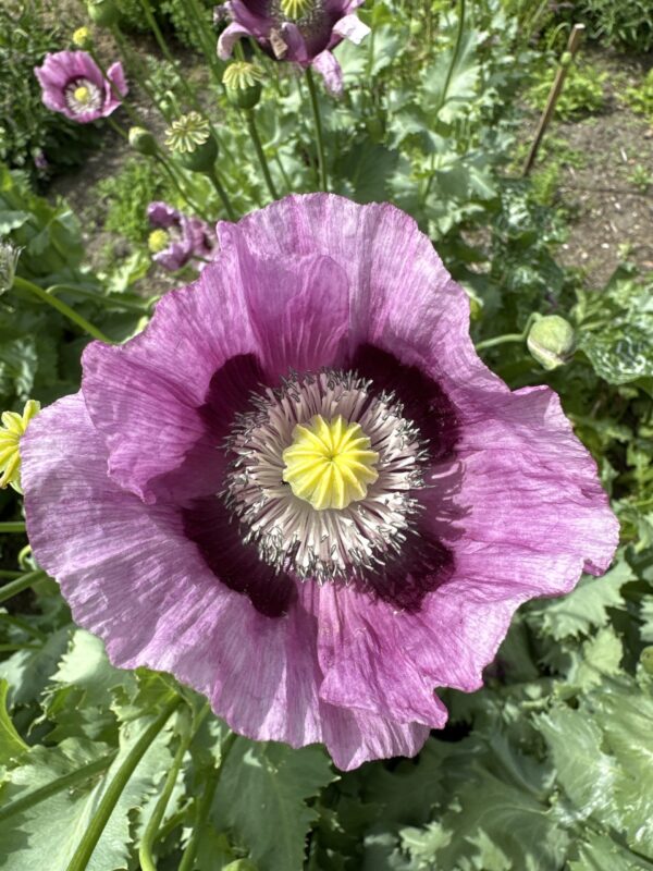 POPPY, OPIUM