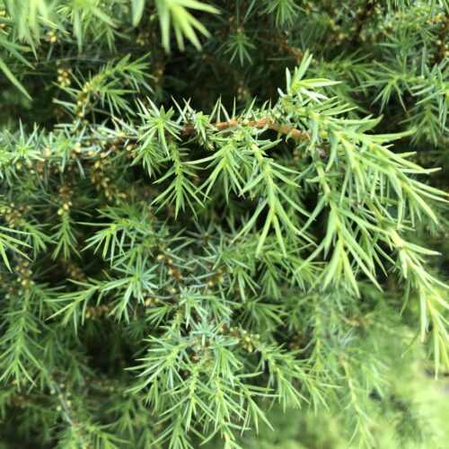 JUNIPER (Female)