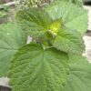 ANISE HYSSOP